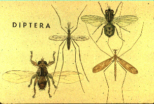 diptera.jpg