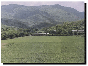 Tobacco Farm at Esteli, Nicaragua