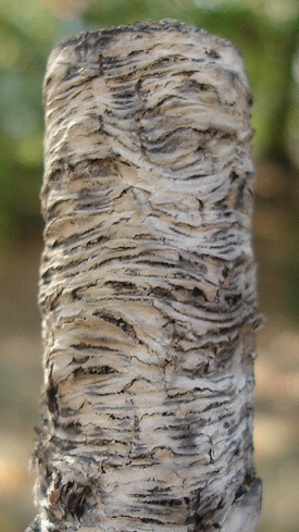 Olde World Reserve Ash Detail