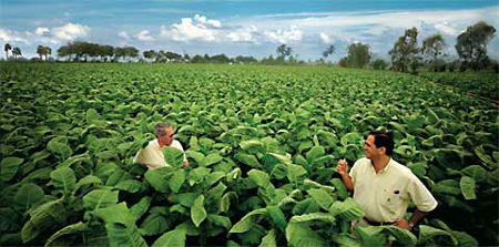 Jose and Jorge Padron in a tobacco field