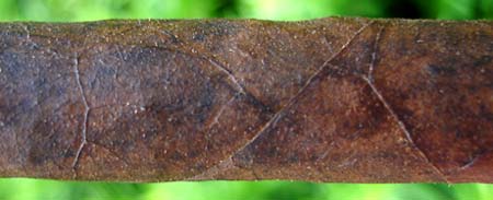 Padron Palmas Maduro Wrapper