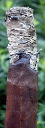 Lucky7's 2000 Maduro Ash with the "dreaded ridge"